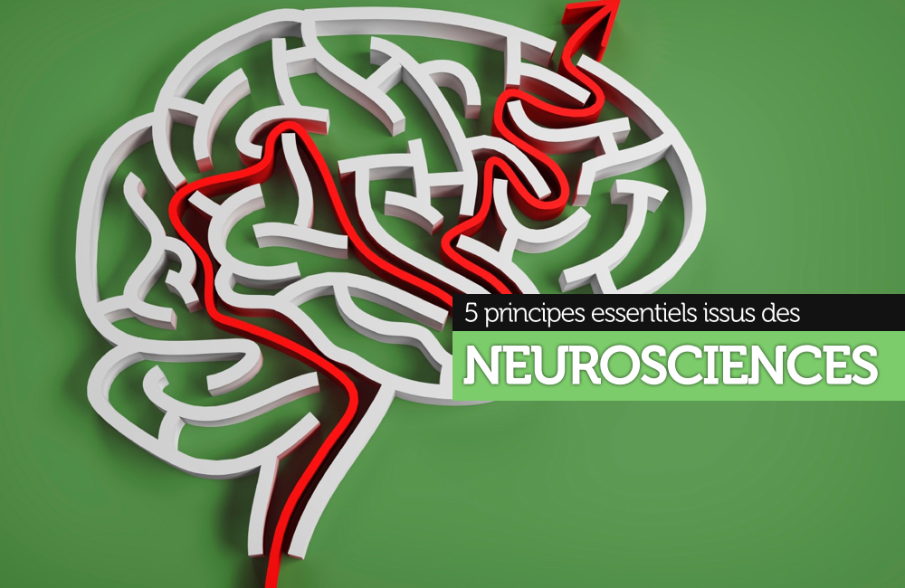 5 principes issus des neurosciences pour favoriser l’apprentissage en formation