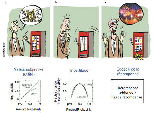 le-fonctionnement-du-cerveau-quand-on-joue-a-des-machines-a-sous