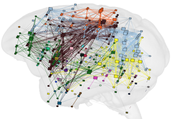 Notre cerveau, roi des réseaux