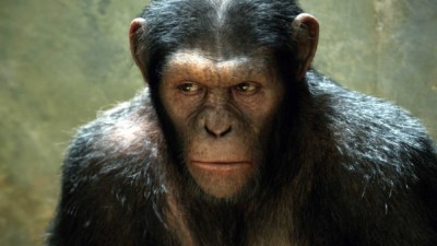 des-singes-ont-battu-des-humains-a-un-jeu-en-etant-bien-plus-intelligents-et-flexibles-numerama